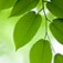 Environmental green leaves